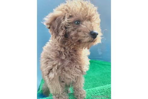 成約済の兵庫県のトイプードル-172878の12枚目